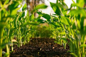 Phân Bón NPK 20-20-15+TE Cao Cấp 567 AGRI