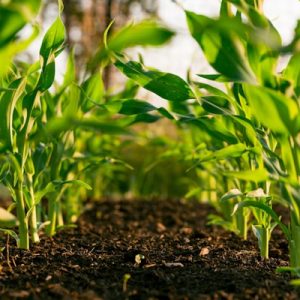 Phân Bón NPK 20-20-15+TE Cao Cấp 567 AGRI
